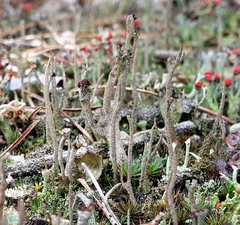 Cladonia rei