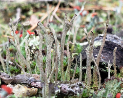Cladonia rei