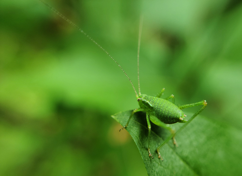 Speckled Bush-cricket photo 5