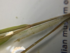 Potamogeton strictifolius