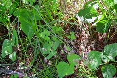 Thalictrum guatemalense