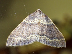 Larentia apotoma