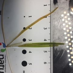 Potamogeton strictifolius