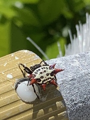 Gasteracantha cancriformis