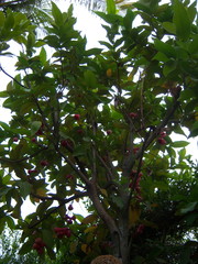 Syzygium malaccense