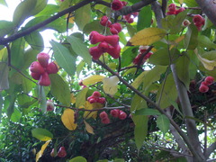 Syzygium malaccense