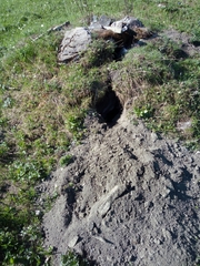 Marmota marmota