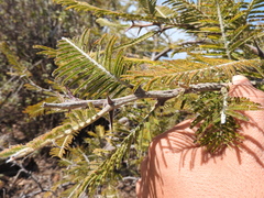 Vachellia pennatula