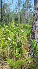 Cleistesiopsis divaricata