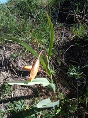 Tulipa sylvestris australis