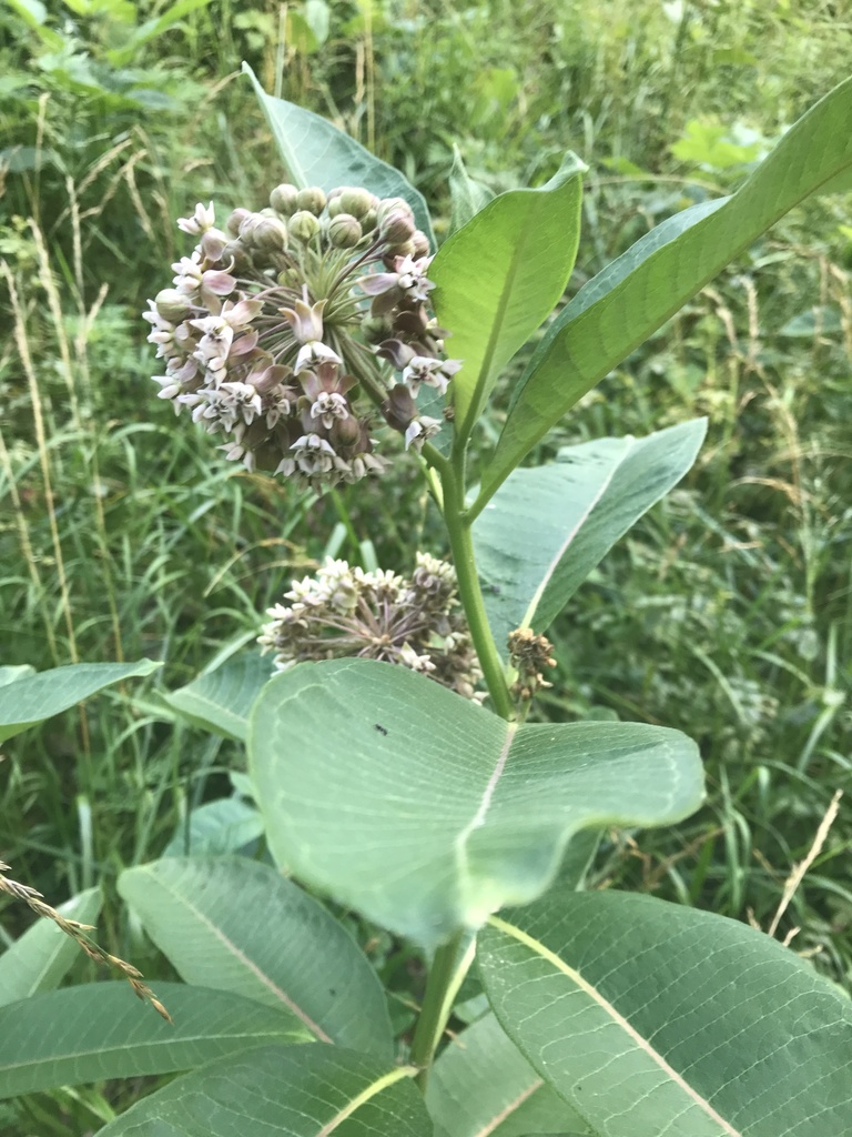 common milkweed from Olcott Park, Bloomington, IN, US on June 23, 2020 ...