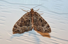 Ecliptopera silaceata
