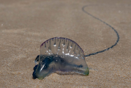 Indo-Pacific Man-O-War, photo 6 of 9