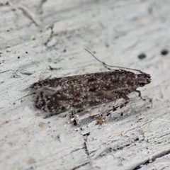 Glauce pectenalaeella