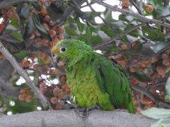 Yellow-Crowned Amazon photo 3