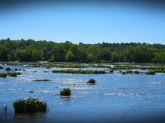 Hymenocallis coronaria