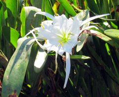 Hymenocallis coronaria