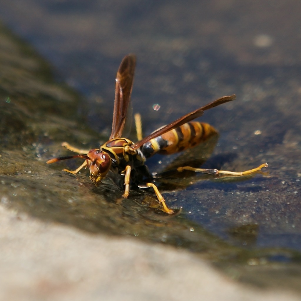 Polistes lineonotus