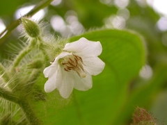 Miconia octona