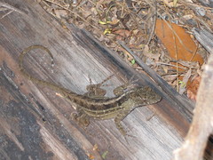 Anolis sagrei