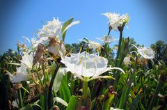 Hymenocallis coronaria