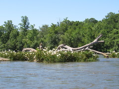 Hymenocallis coronaria