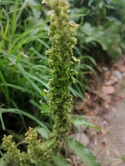 Image of Rumex obtusifolius