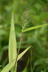 Dichanthelium polyanthes