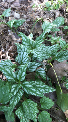 Lamium galeobdolon flavidum