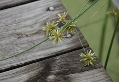 Cyperus elegans