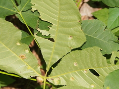 Phylloxera deplanata