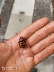 Cyclocephala deceptor