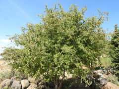 Condalia velutina
