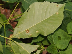 Phylloxera deplanata
