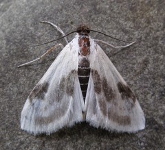 Cliniodes ostreonalis