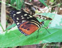 Tithorea harmonia hippothous