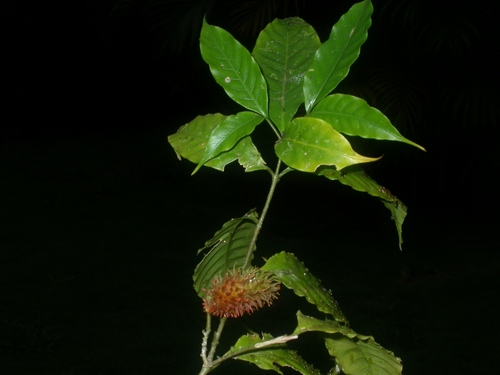 Tabernaemontana heterophylla image