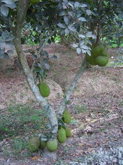 Artocarpus heterophyllus