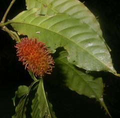 Tabernaemontana heterophylla