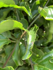 Ephemeroptera