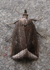 Capis curvata