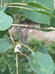 Pseudosciaphila duplex