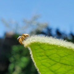 Pelegrina sabinema