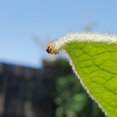 Pelegrina sabinema