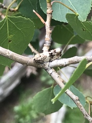 Pseudosciaphila duplex