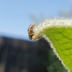 Pelegrina sabinema