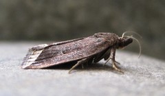 Capis curvata