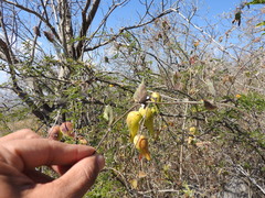 Funastrum pannosum