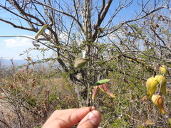 Funastrum pannosum