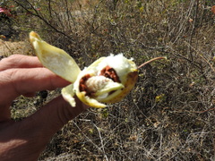 Funastrum pannosum